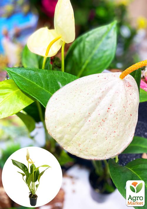 

Антуриум (Anthurium) Oshiro White