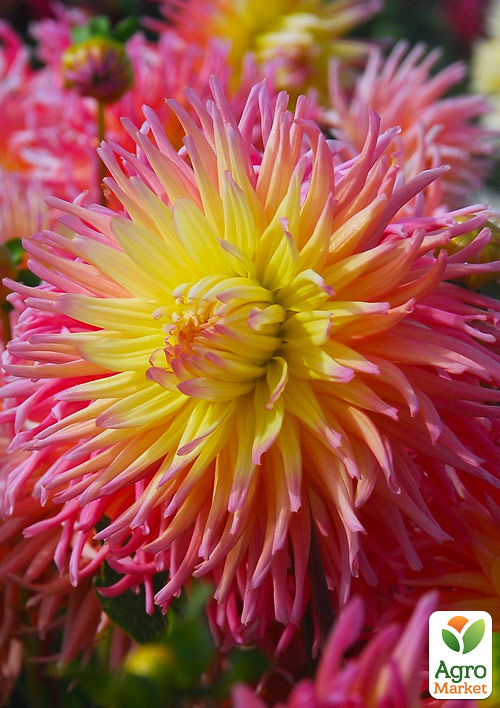 

Жоржина Fringed Star