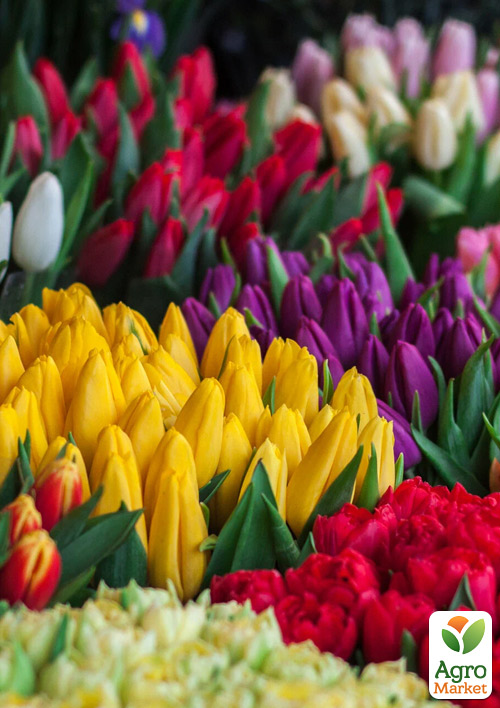 

Тюльпан Mix после выгонки, укорененный (горшок Р9)