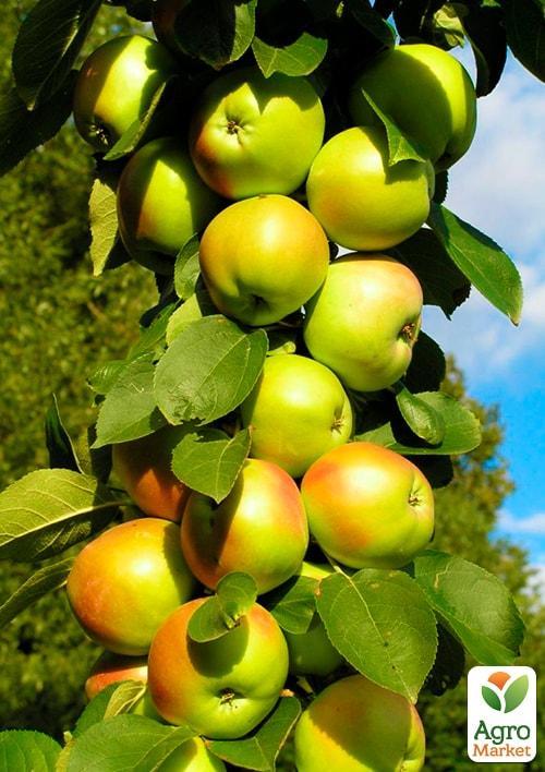 

Яблоня колоновидная Белоснежка (осенний сорт, поздний срок созревания)