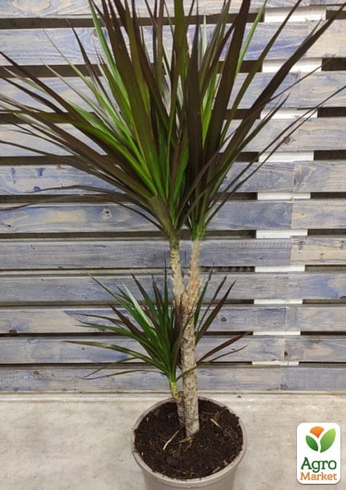 

LMTD Драцена Magenta (двухярусная, высота 70-90см) вазон С5