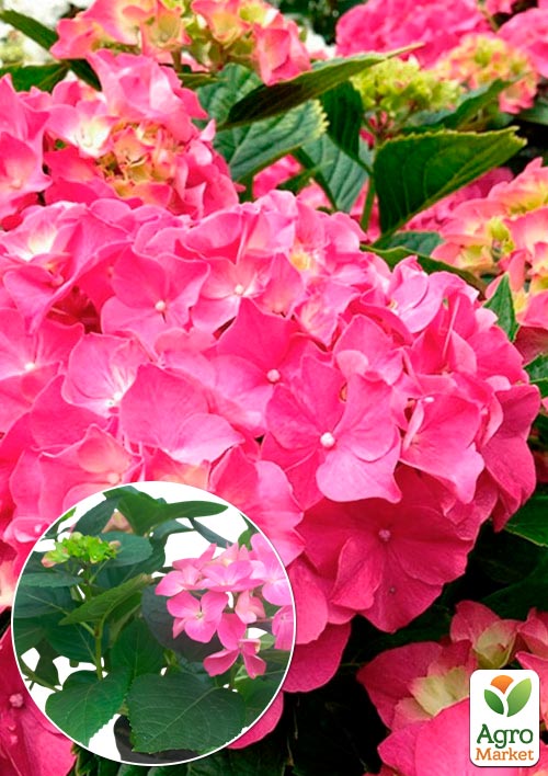 

Гортензия цветущая крупнолистная Розита (Hydrangea macrophylla Rosita) вазон С1,5