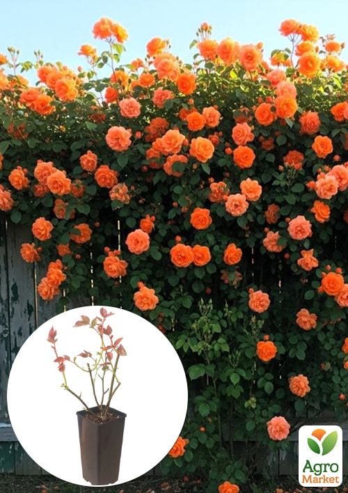 

Роза плетистая Orange Dawn в контейнере, высший сорт