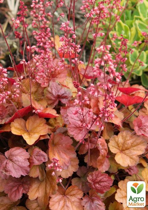 

Гейхера (Heuchera) Apricot