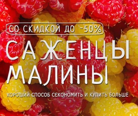 Акция! Саженцы вкуснейшей малины со скидками до -50% Акция! Саженцы вкуснейшей малины со скидками до -50%