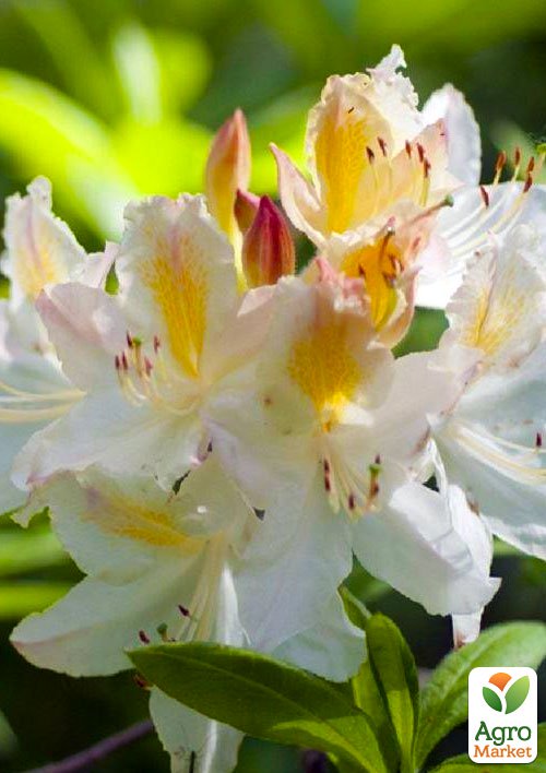 

Рододендрон Daviesii азалиевидный