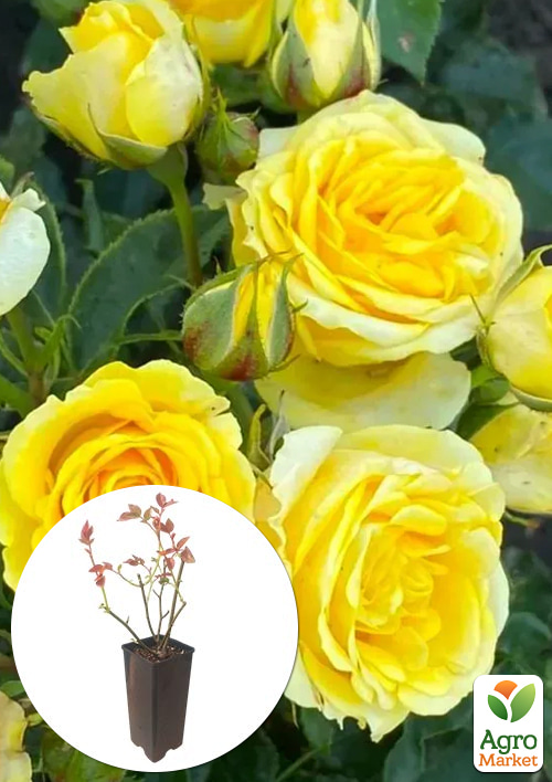 

Троянда спрей Shani у контейнері, вищий сорт