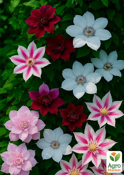 

Клематис Яскравий мікс 5шт в упаковці