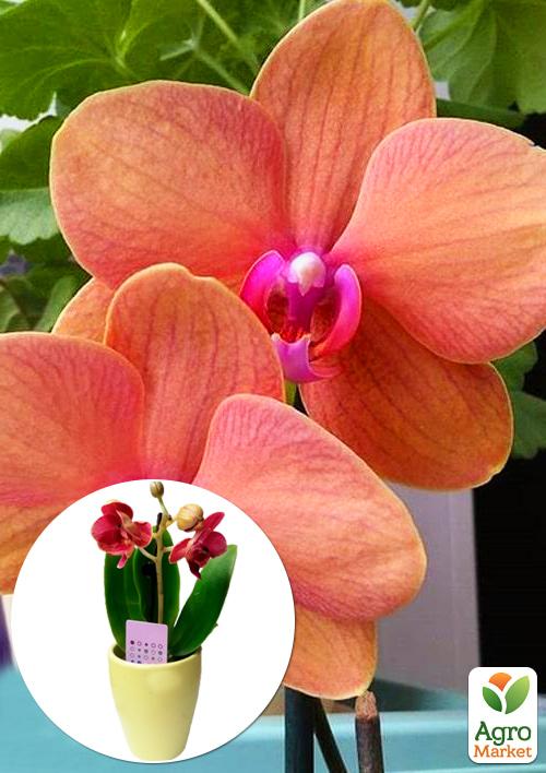 Орхидея Super Mini (Phalaenopsis) "Apricot" 1 саженец в упаковке (комнатный) Нидерланды