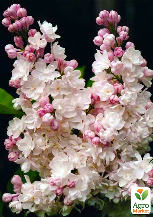 

Ексклюзив! Бузок рожево-білий Карамель (преміальний, дуже ароматний сорт)