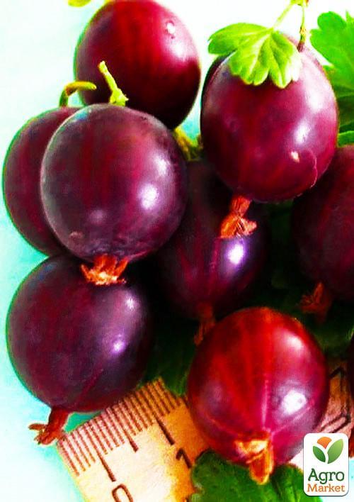 

Крыжовник Шенон (среднераннего срока созревания)