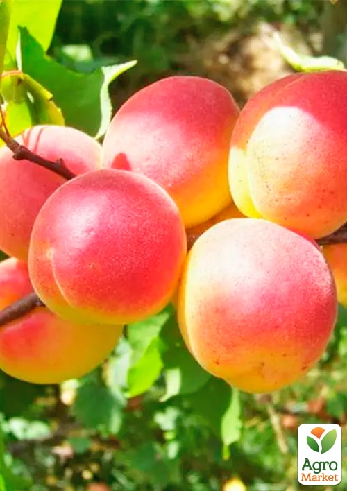 

Абрикос Никитский (летний сорт, средний срок созревания)