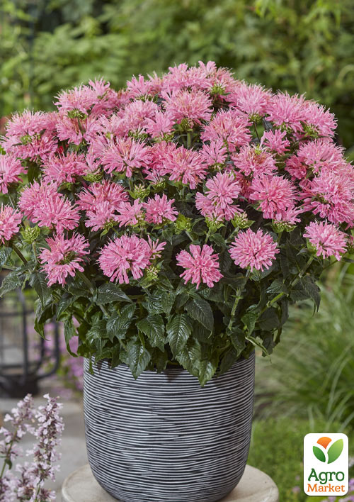 

Бергамот (Монарда) SB Pink Frosting