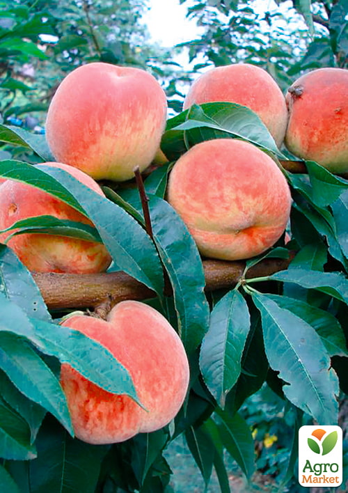 

Персик Волшебник (крупноплодный сорт, ранний срок созревания)