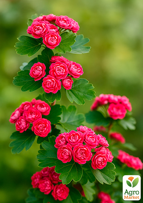 

Глід декоративний Пауль Скарлет (Crataegus laevigata Pauls Scarlet)