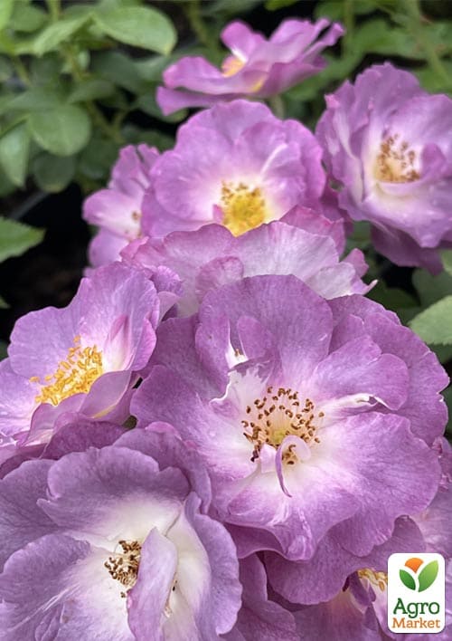 

Роза флорибунда(мускусная) Blue for You (саженец класса АА+) высший сорт