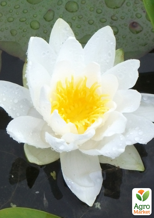 

Нимфея Marliacea Albida