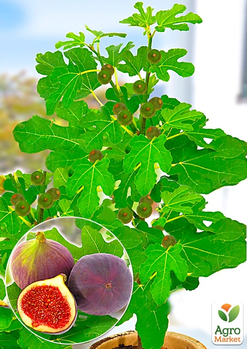 

Інжир Султан (солодкий, транспортабельний сорт)