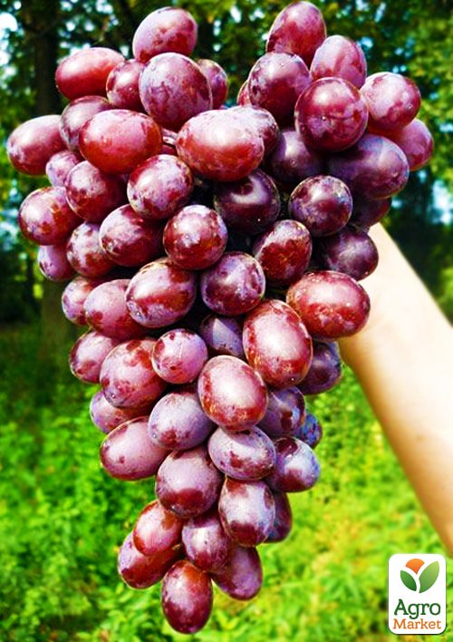 

Виноград Шоколадний (середній термін дозрівання, самозапилюватися)