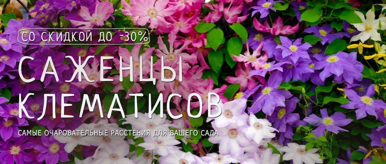 Акция! Выписывайте саженцы клематисов со скидкой до -30% Акция! Выписывайте саженцы клематисов со скидкой до -30%