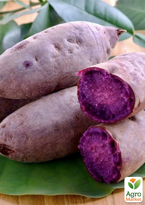 

Батат «Charleston» (солодка картопля) маточна бульба