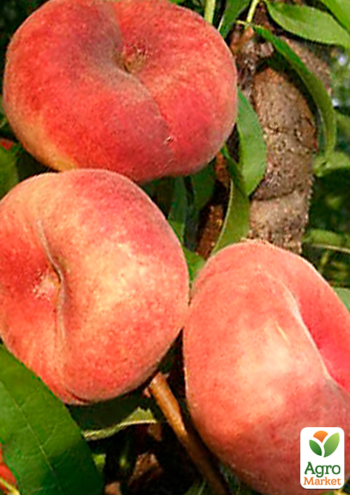 

Инжирный персик Свит Кап (Sweet Cap) (летний сорт, средне-поздний срок созревания)