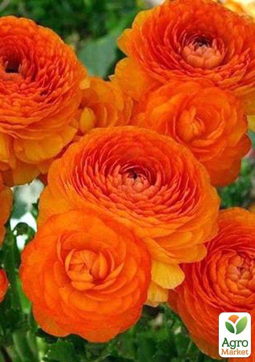 

Лютики (Ранункулюс) Orange 986 (розмір 5/6, великий) 5шт в упаковці