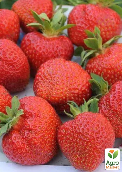 

Полуниця Фортуна (Florida Fortune) (ультраранній термін дозрівання)