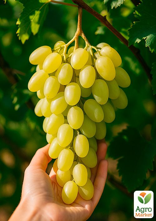 

Виноград Ландиш (середній термін дозрівання, квітки двостатеві, запилення безпроблемне)