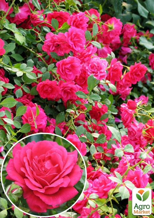 

Троянда плетиста Laguna (саджанець класу АА +) вищий сорт