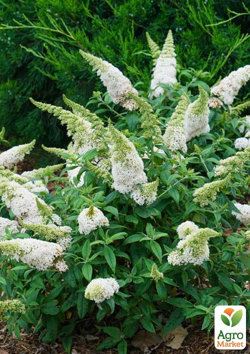 

Буддлея Давида White Profusion