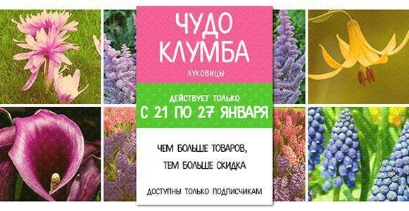Чудо клумба: чем больше луковиц, тем больше скидка! Чудо клумба: чем больше луковиц, тем больше скидка!