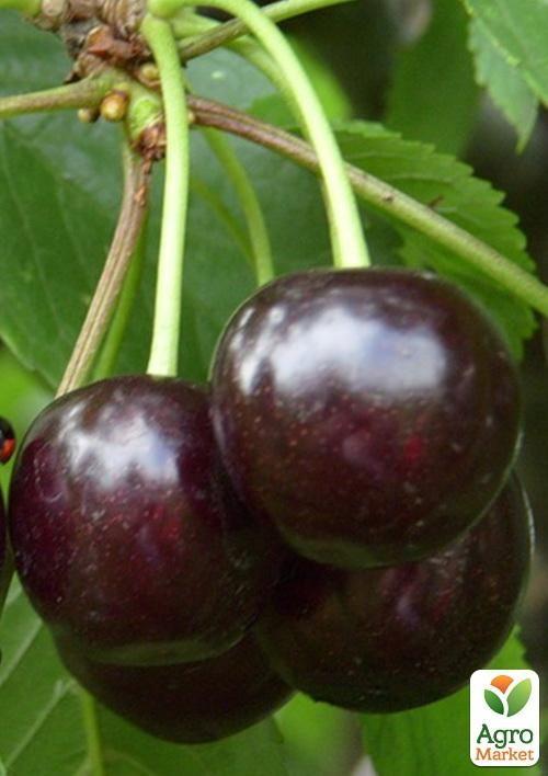 

Вишня Ночка (летний сорт, средний срок созревания)