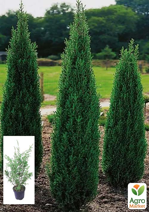 Ялівець 3-х річний "Hibernica" С3, висота 40-60см 1 саджанець в упаковці
