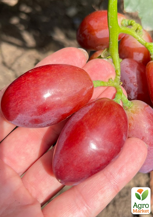 

Виноград Квазар (сверхкрупный виноград со сладкой, хрустящей ягодой)
