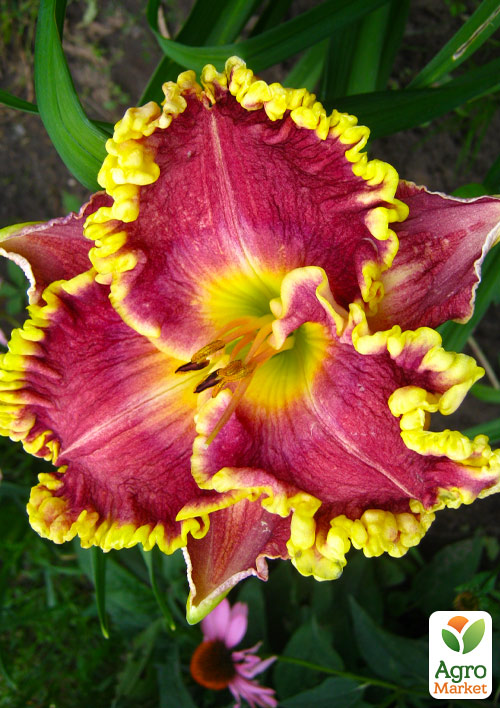 

Лилейник Alexa Kathryn