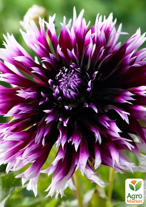 

Георгина Alauna Clair-Obscur