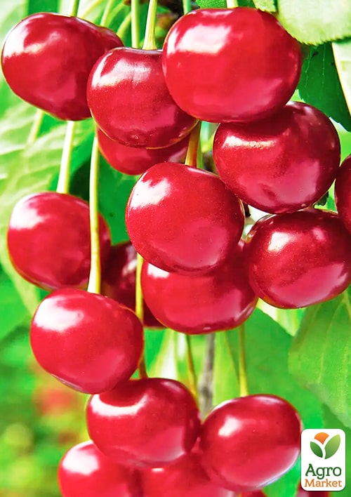 

Черешня Биг стар (летний сорт, средне-поздний срок созревания)