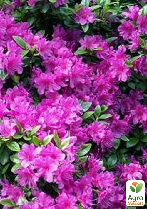 

Азалія Японська Geisha Purple