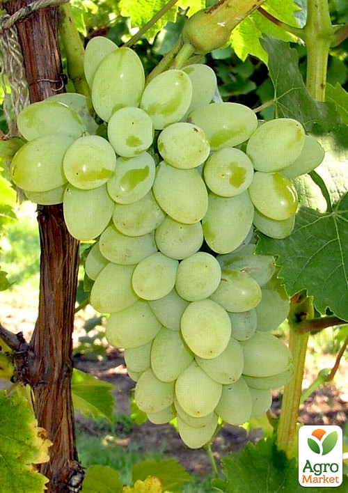 

Виноград Грейтітюд (Gratitude, кишмиш раннього терміну дозрівання, селекція США)