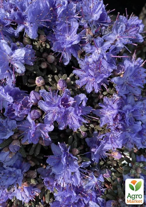 

Рододендрон вересковидный Arctic Blue вазон Р9