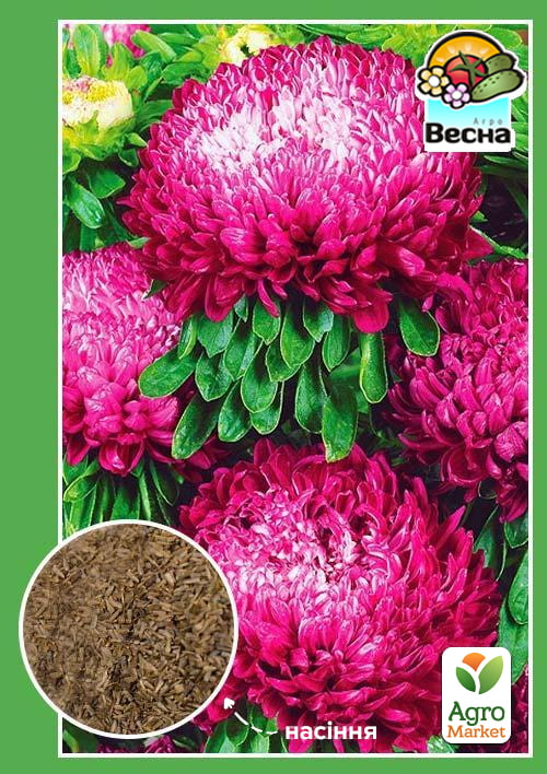 

Астра Седая дама бордовая ТМ Весна 0.2г