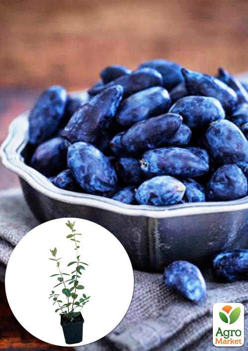 

Жимолость Богучарская (ранний срок созревания, высокая транспортабельность)