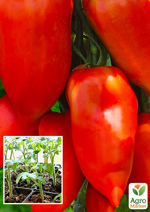 

Рассада Томат «Айдар F1» (фермерское взращивание), 1шт в упаковке