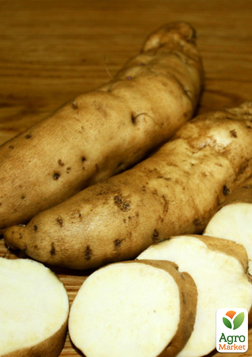 

Батат Pure Chinese (сладкий картофель) маточный клубень