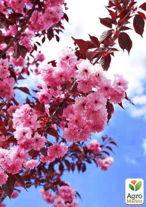

Сакура червонолистна «Роял Бургунді» (Royal Burgundy) висота 100см