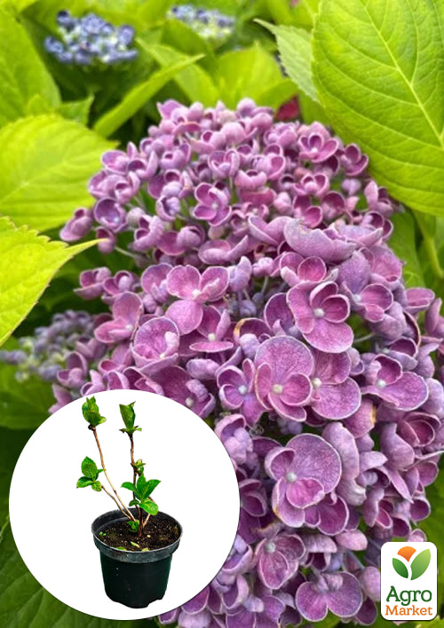 

Гортензия крупнолистная 2-х летняя Hopcorn высота саженца 25-45см