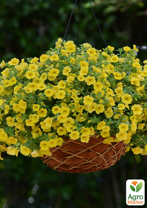 

Калібрахоа Noa Yellow