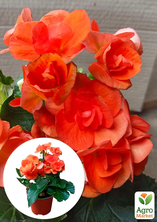 

Бегония цветущая Orange