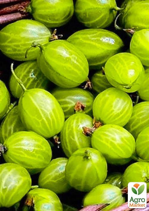 

Агрус Сніжана (пізній термін дозрівання)